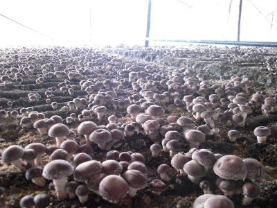 香菇覆土反季节菇栽培技术