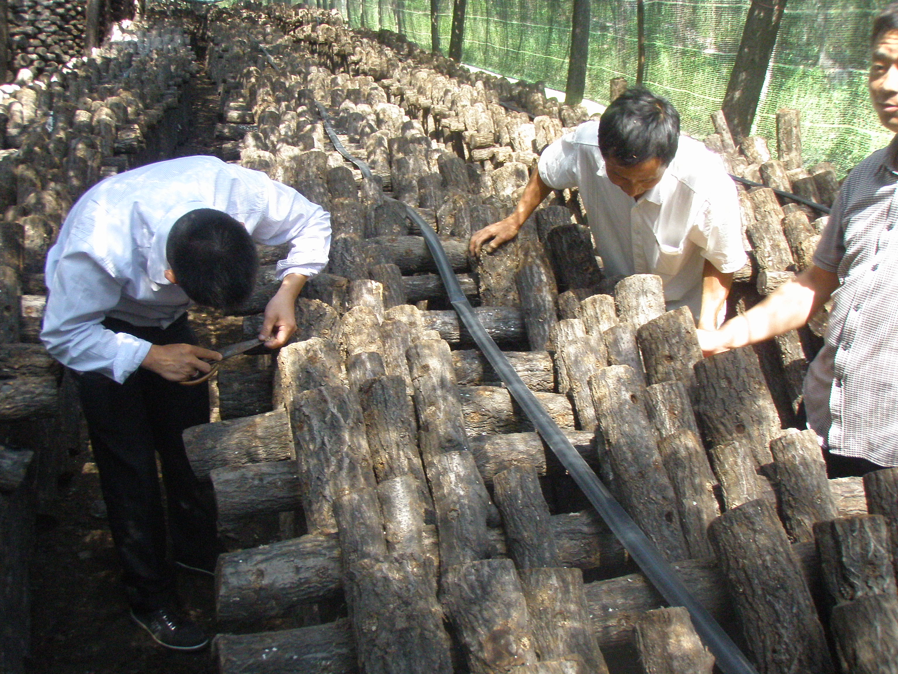 段木香菇栽培技术