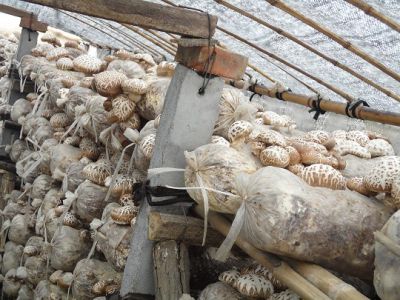 香菇春季袋栽技术